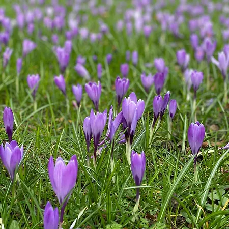 To Huus Bi De Tine * Husum